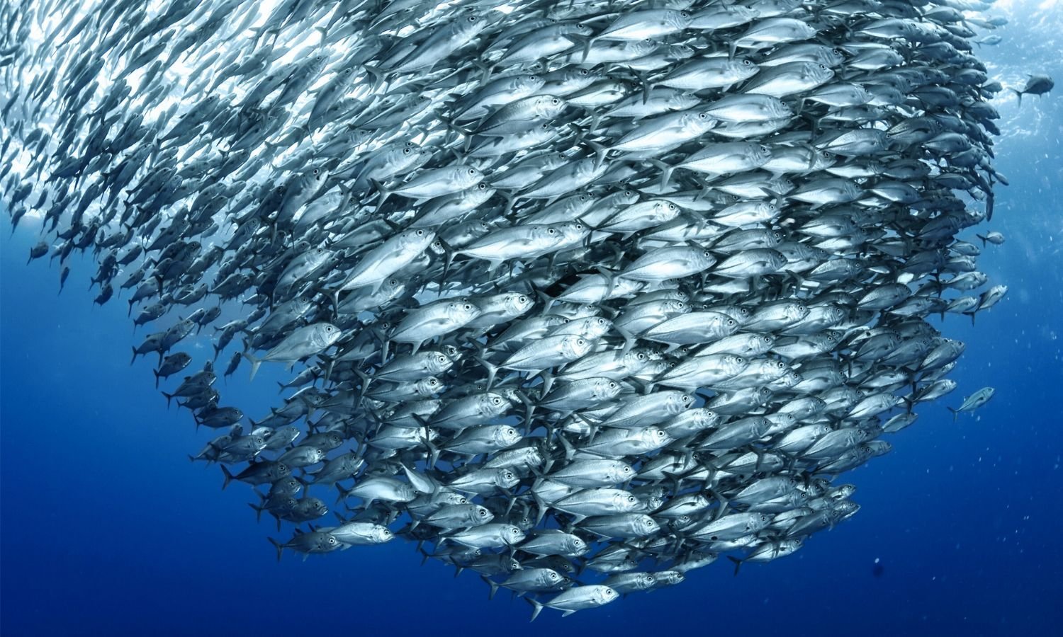 Jackfish schooling in the ocean, photographed by Big Blue Divers